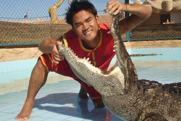 Crocodile and snake show